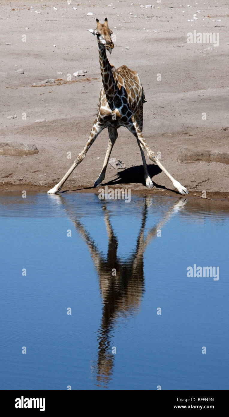 Giraffe (Giraffacamelopardalis) drinking at a waterhole in Etosha National Park in Namibia Stock Photo