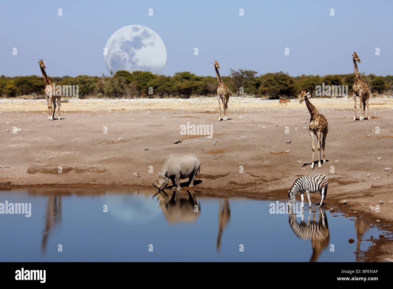A Black Rhinoceros (Diceros bicornis) and other wildlife at a waterhole in Etosha National Park in Namibia Stock Photo
