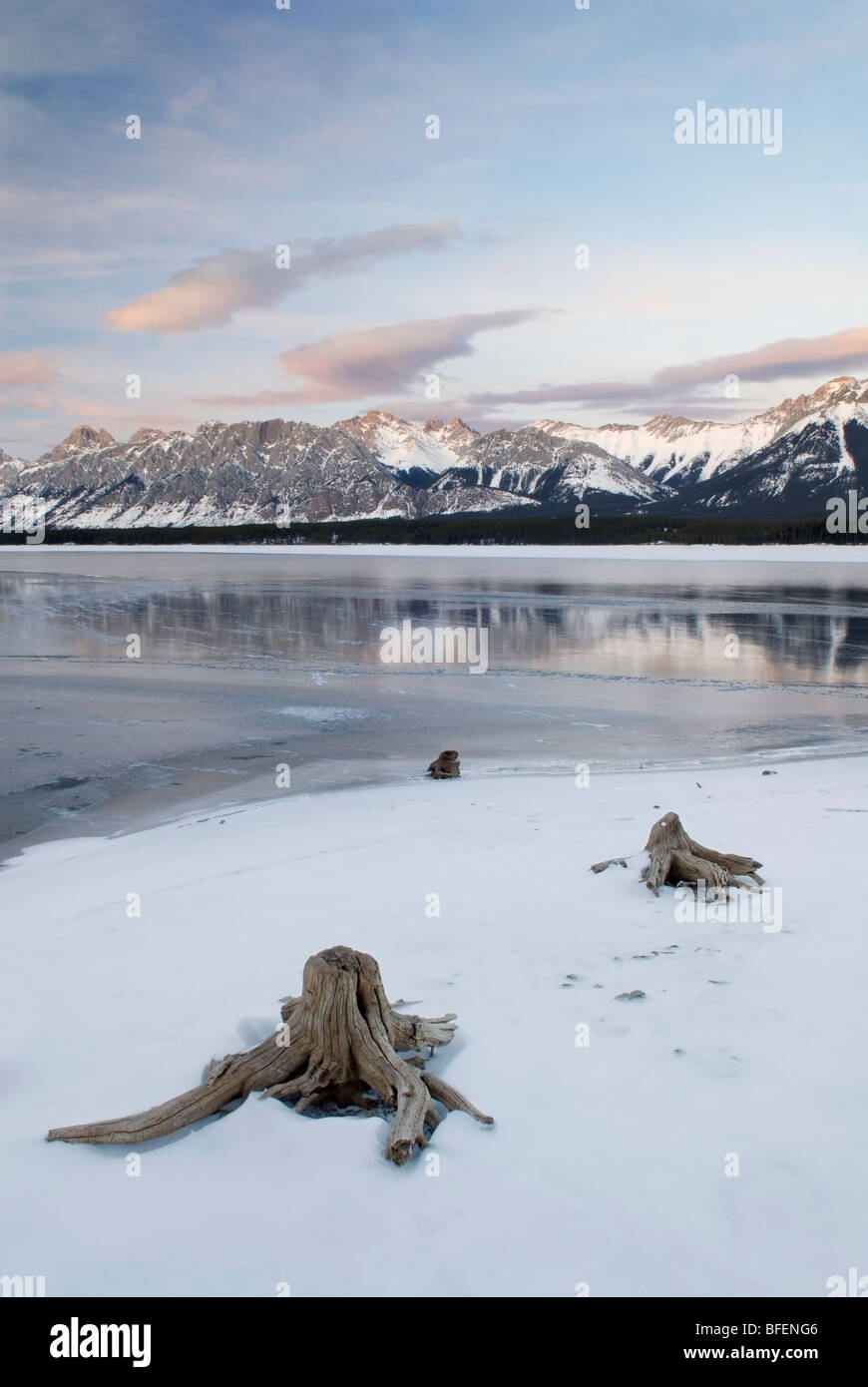 Tree stumps, Lower Kananaskis Lake, Opal Range, Kananaskis Country, Alberta, Canada Stock Photo