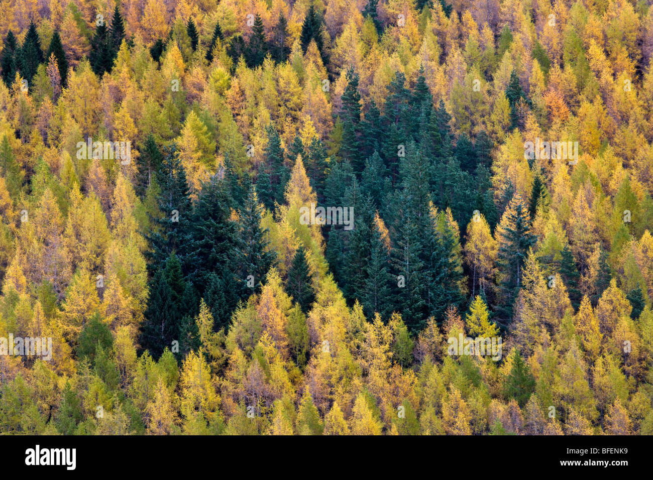 Autumnal Larch trees in the Highlands, Scotland. Stock Photo