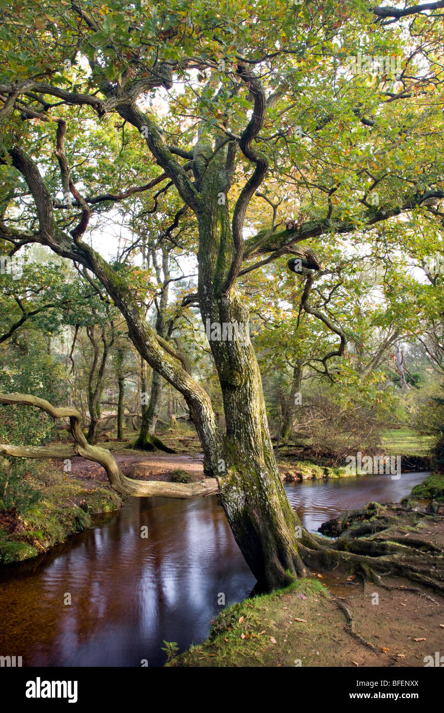 An English Oak in Autumnal colour sits by Ober Water in the New Forest National Park, England. Stock Photo
