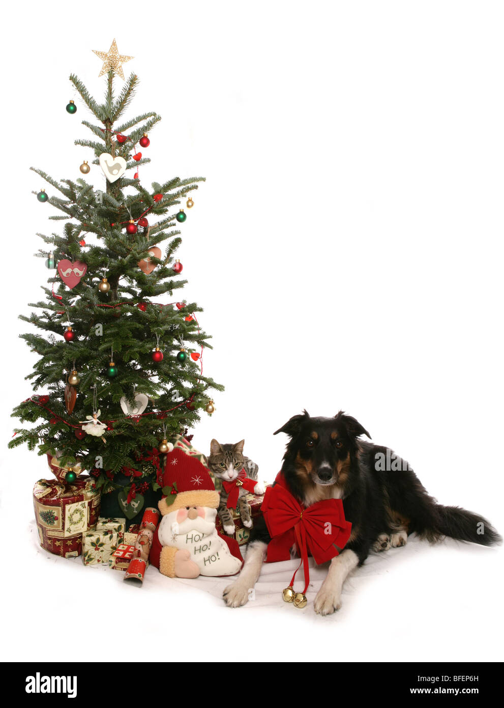 Christmas Dog and Cat Dog and Cat laying under christmas tree Studio Stock Photo