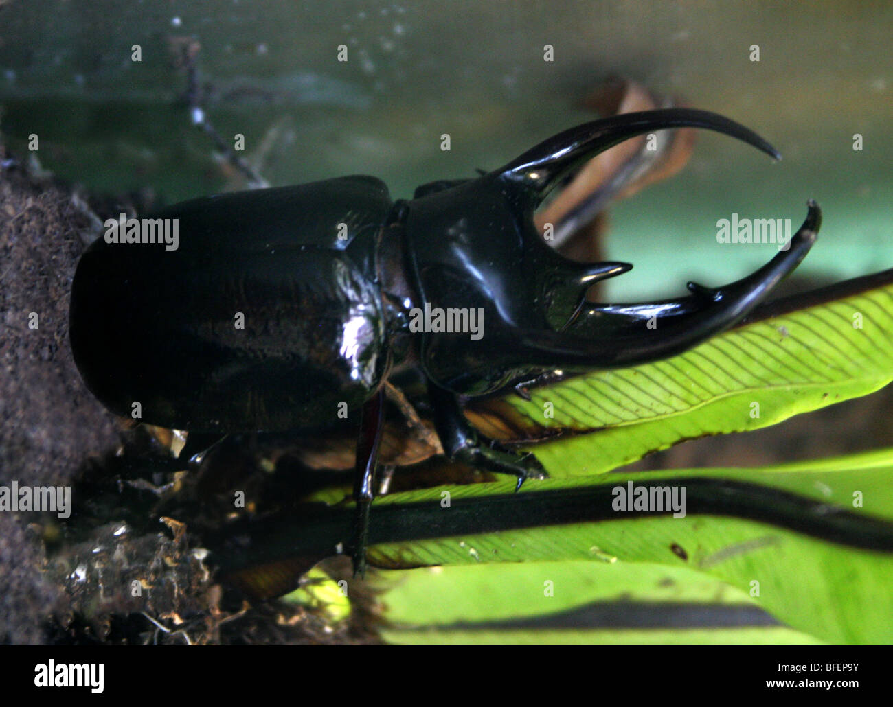 Giant Atlas Beetle, Chalcosoma atlas, Scarabaeidae, Coleoptera, Malaysia, South East Asia Stock Photo