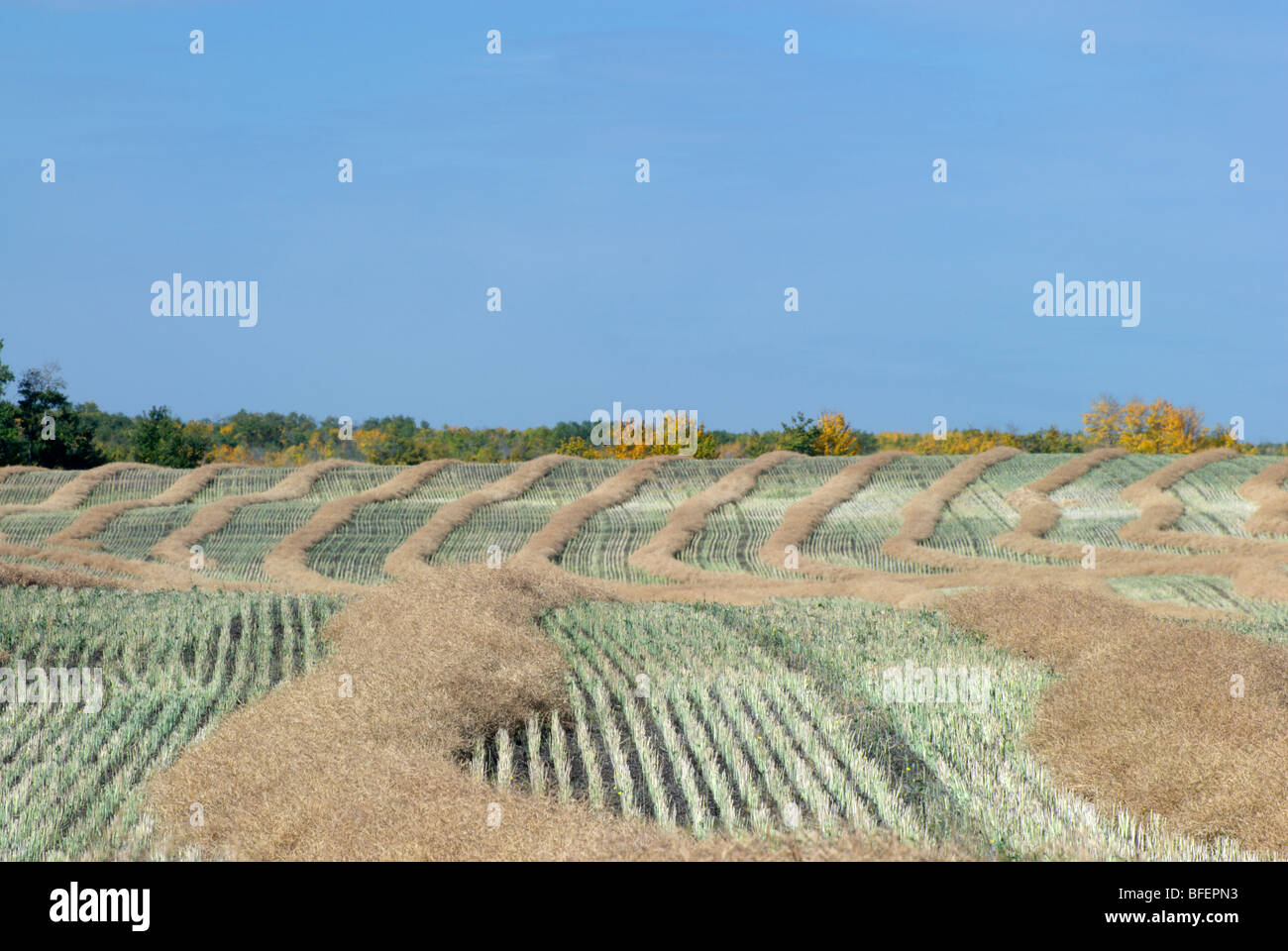 Canola field near Fort Saskatchewan, Alberta, Canada Stock Photo