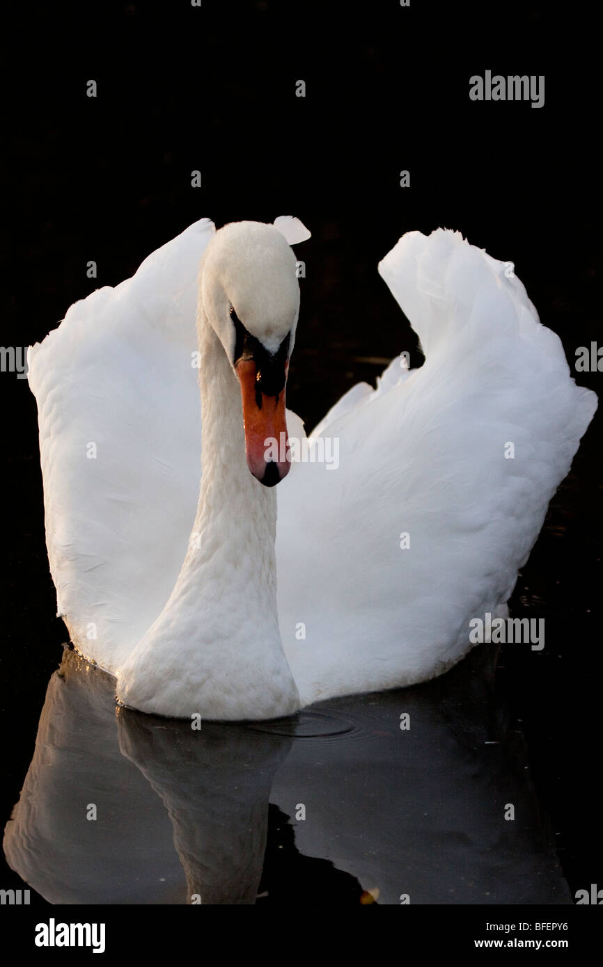 Mute swan being territorial, England UK Stock Photo Alamy
