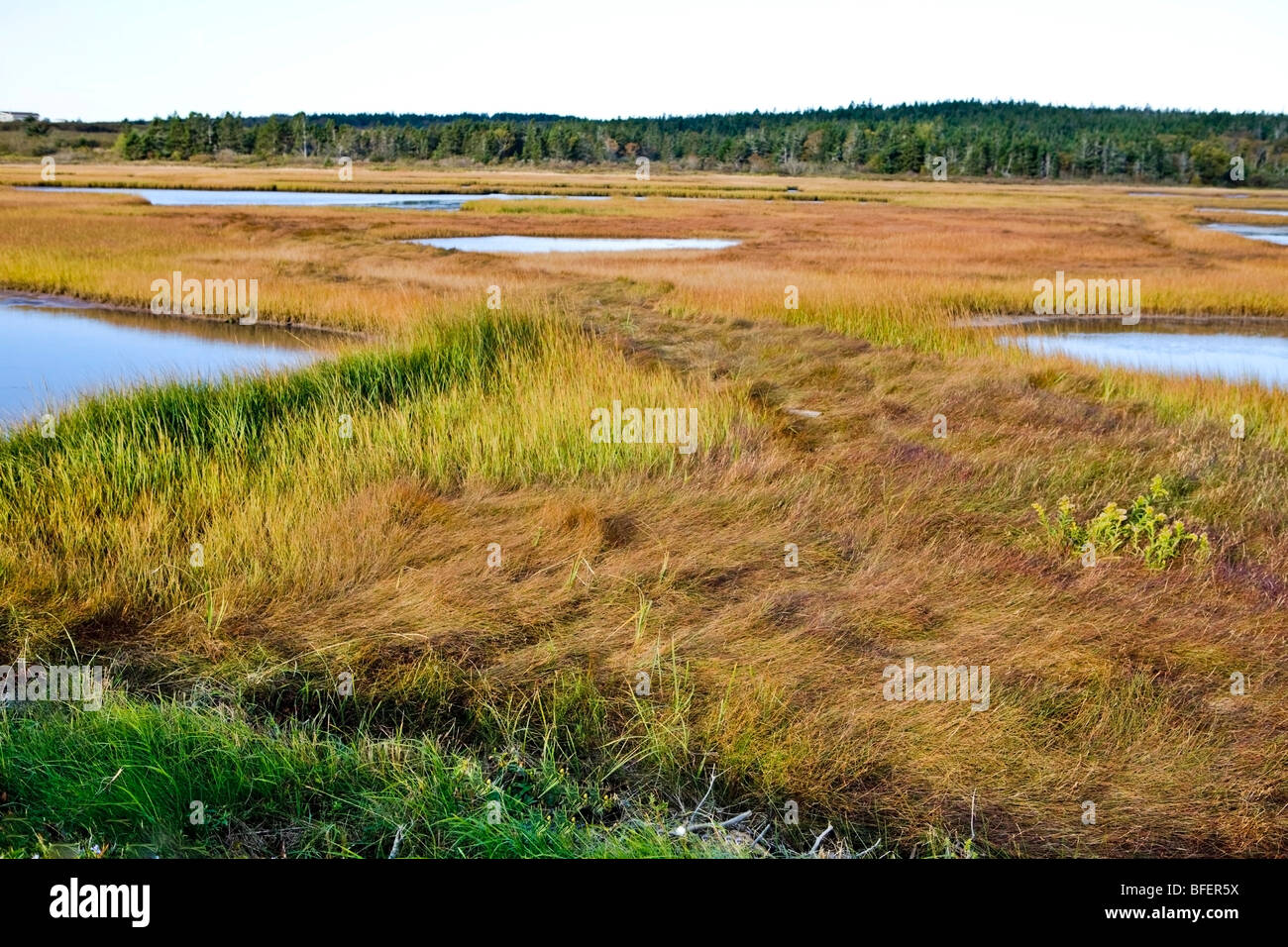 Salt marsh, Cape St. Mary's Ecological Reserve, Nova Scotia, Canada