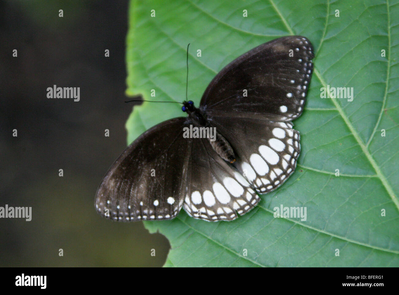Black and White Nymphalid Butterfly, Nymphalidae. Stock Photo