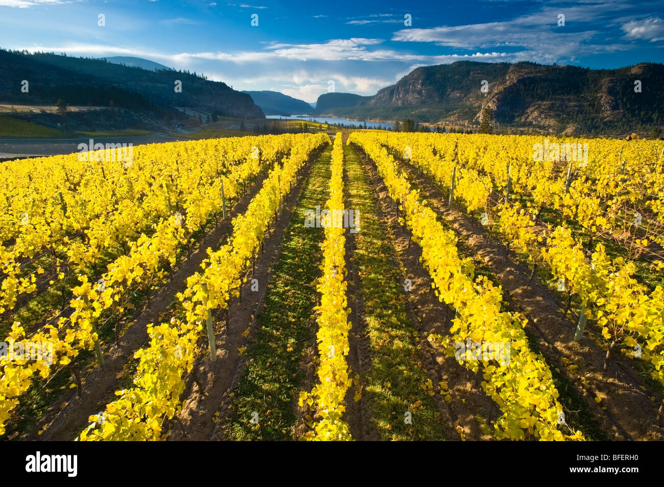 Blue Mountain Vineyard in fall, Okanagan Falls, Okanagan Valley, British Columbia, Canada Stock Photo