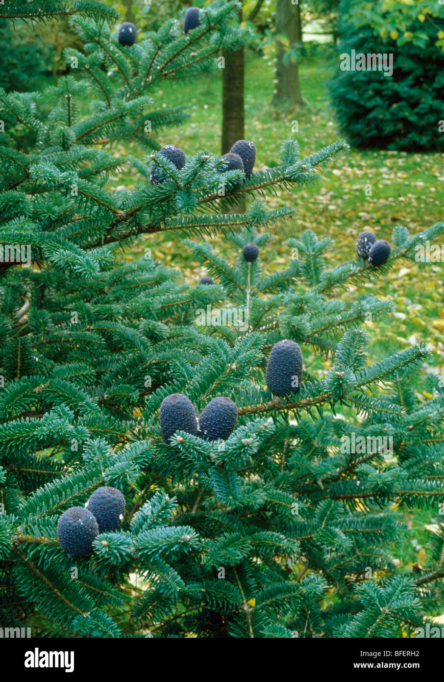 Woodland garden with Korean fir with blue cones in foreground Stock Photo