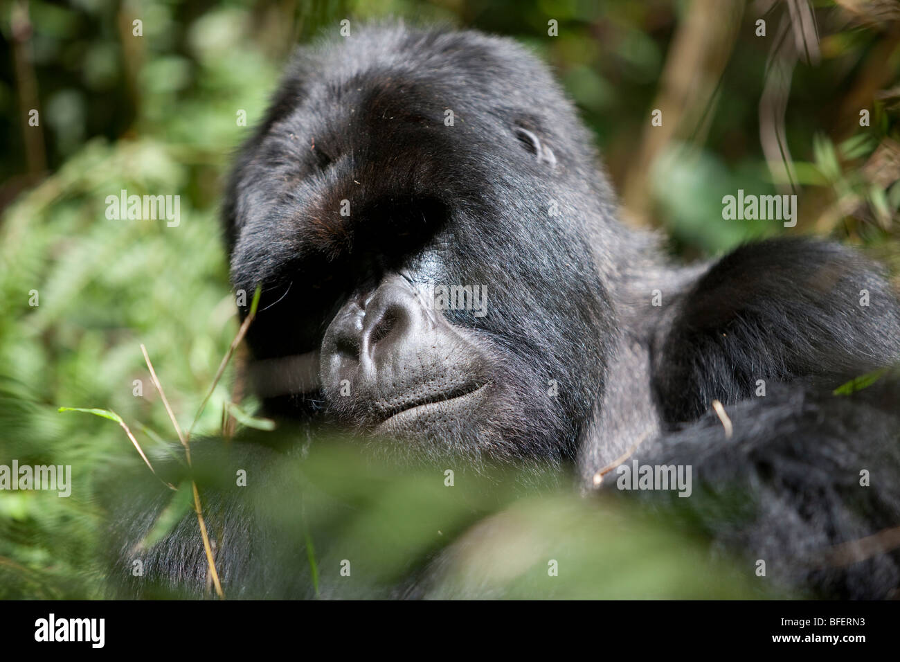 Silverback Mountain Gorilla sitting with folded arms watching the tourists watching him in the Parc Des Volcans Rwanda Stock Photo