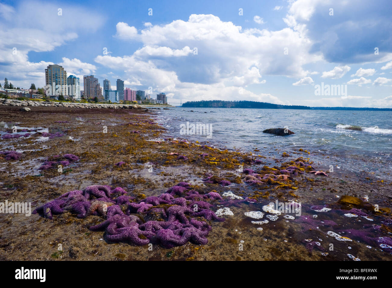 Purple starfish on the beach, West Vancouver, British Columbia, Canada Stock Photo