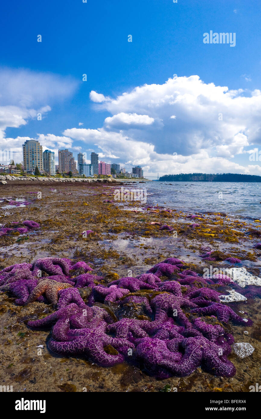 Purple starfish on the beach, West Vancouver, British Columbia, Canada Stock Photo