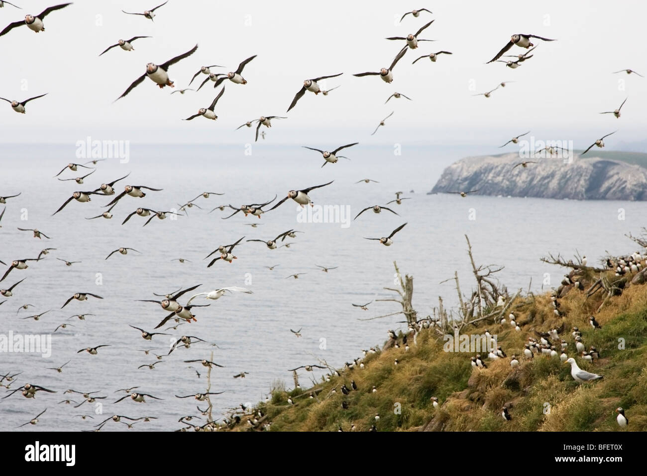 Atlantic puffins (Fratercula arctica) flying by nesting colony Gull Island, Witless Bay Ecological Reserve, Newfoundland, Canada Stock Photo