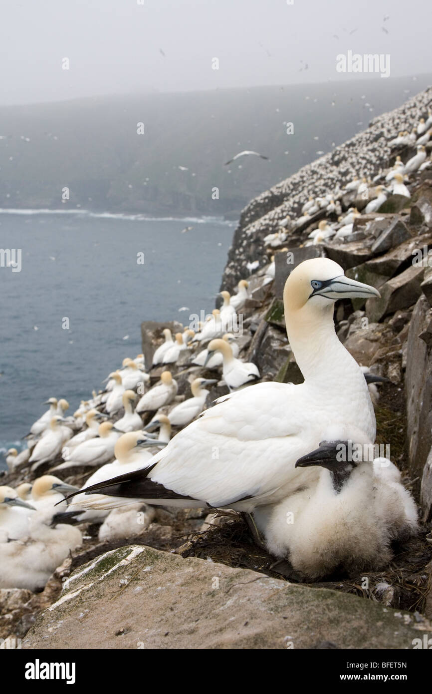 Northern gannet (Morus bassanus), adult and chick at nesting colony, Cape St. Mary's Ecological Reserve, Newfoundland, Canada Stock Photo