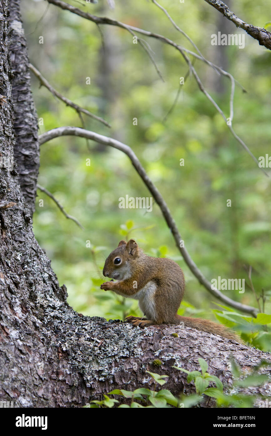 Red squirrel (Sciurus vulgaris), Grand Manan Island, New Brunswick, Canada Stock Photo