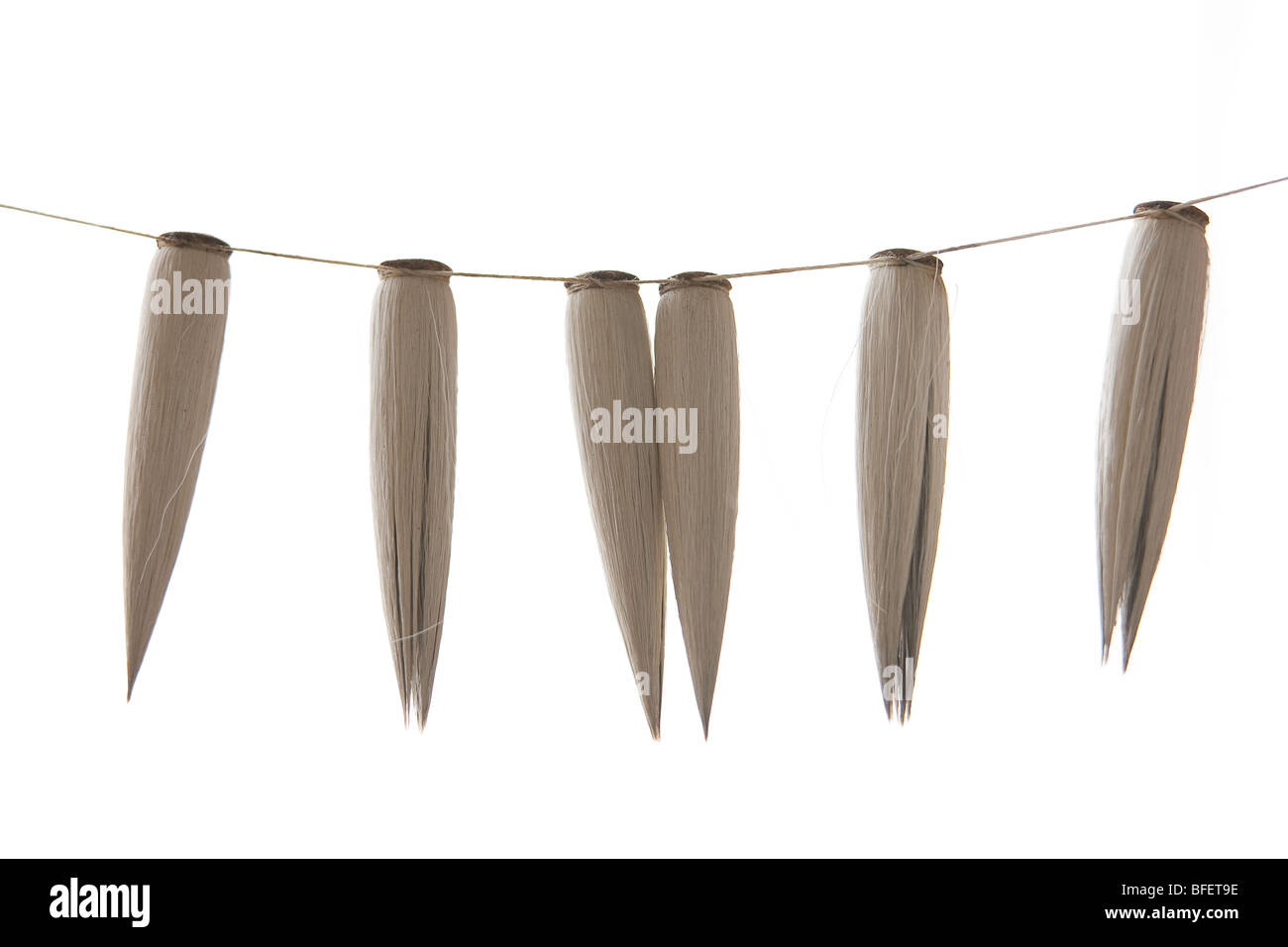 The horse hair heads of calligraphy brushes hanging in a brush makers studio. Stock Photo