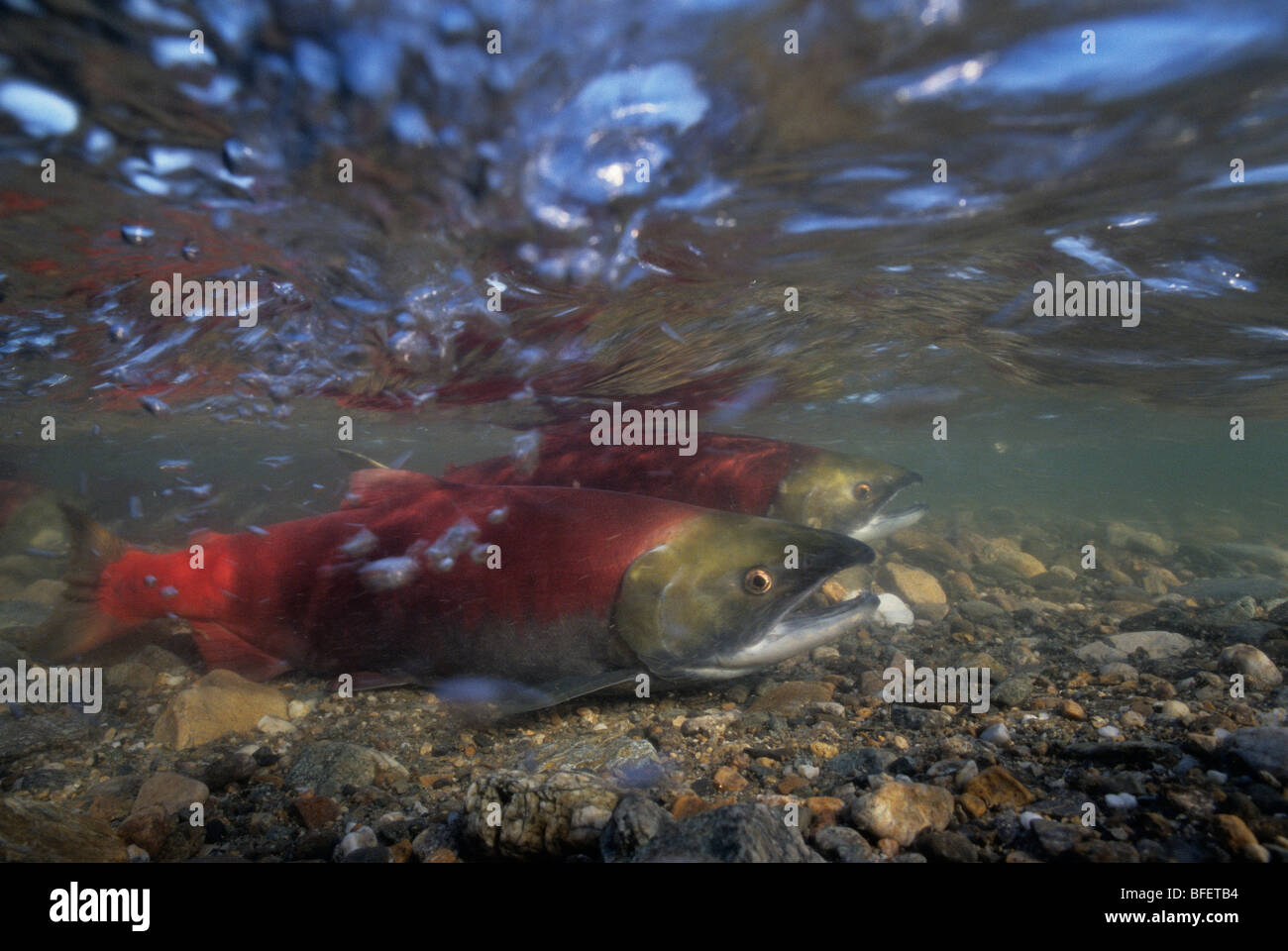 Sockeye salmon (Oncorhynchus nerka) during fall spawning run, Adams River, British Columbia, Canada Stock Photo