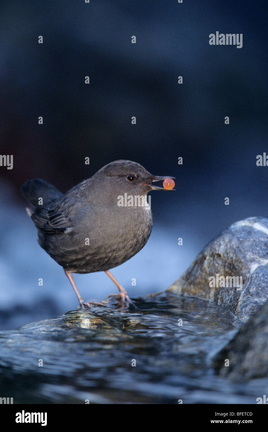 American dipper (Cinclus mexicanus) eating Coho salmon egg, Borden Creek, British Columbia, Canada Stock Photo