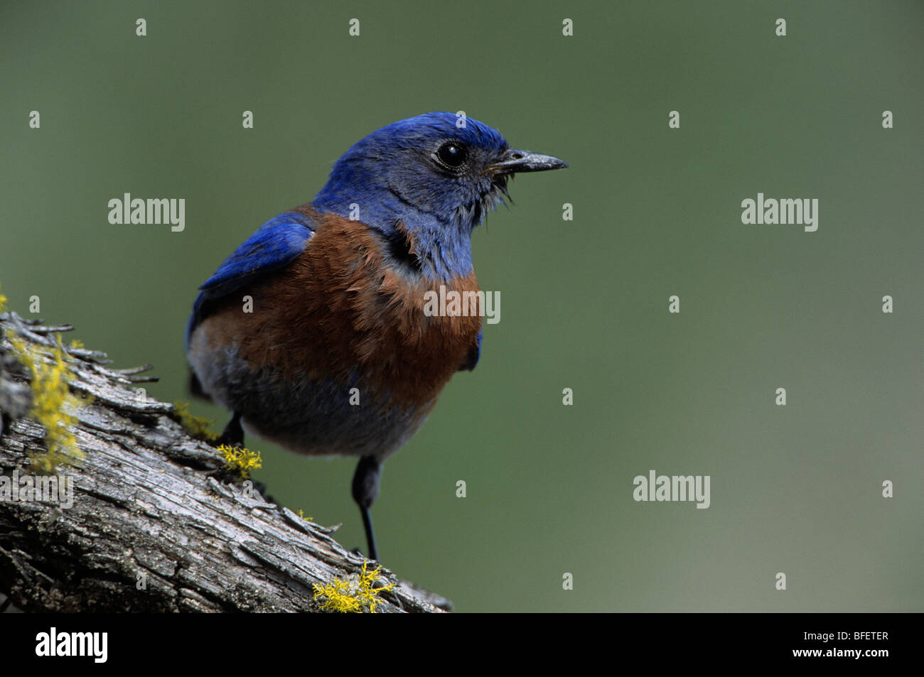 Male Western bluebird (Sialia mexicana) near Oliver, British Columbia, Canada Stock Photo