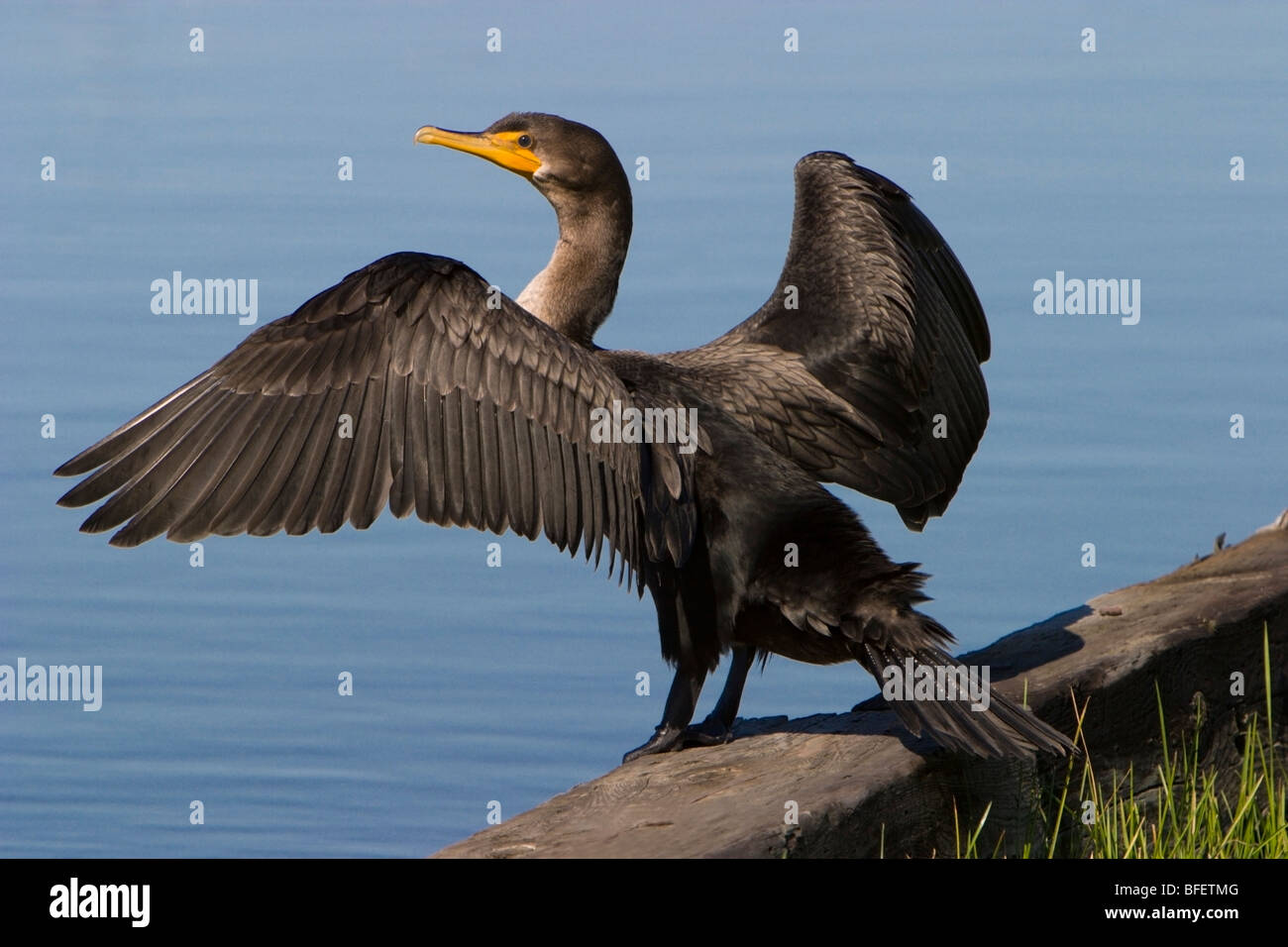 Young Double-crested cormorant (Phalacrocorax auritus) drying wings, Gimli, Manitoba, Canada Stock Photo