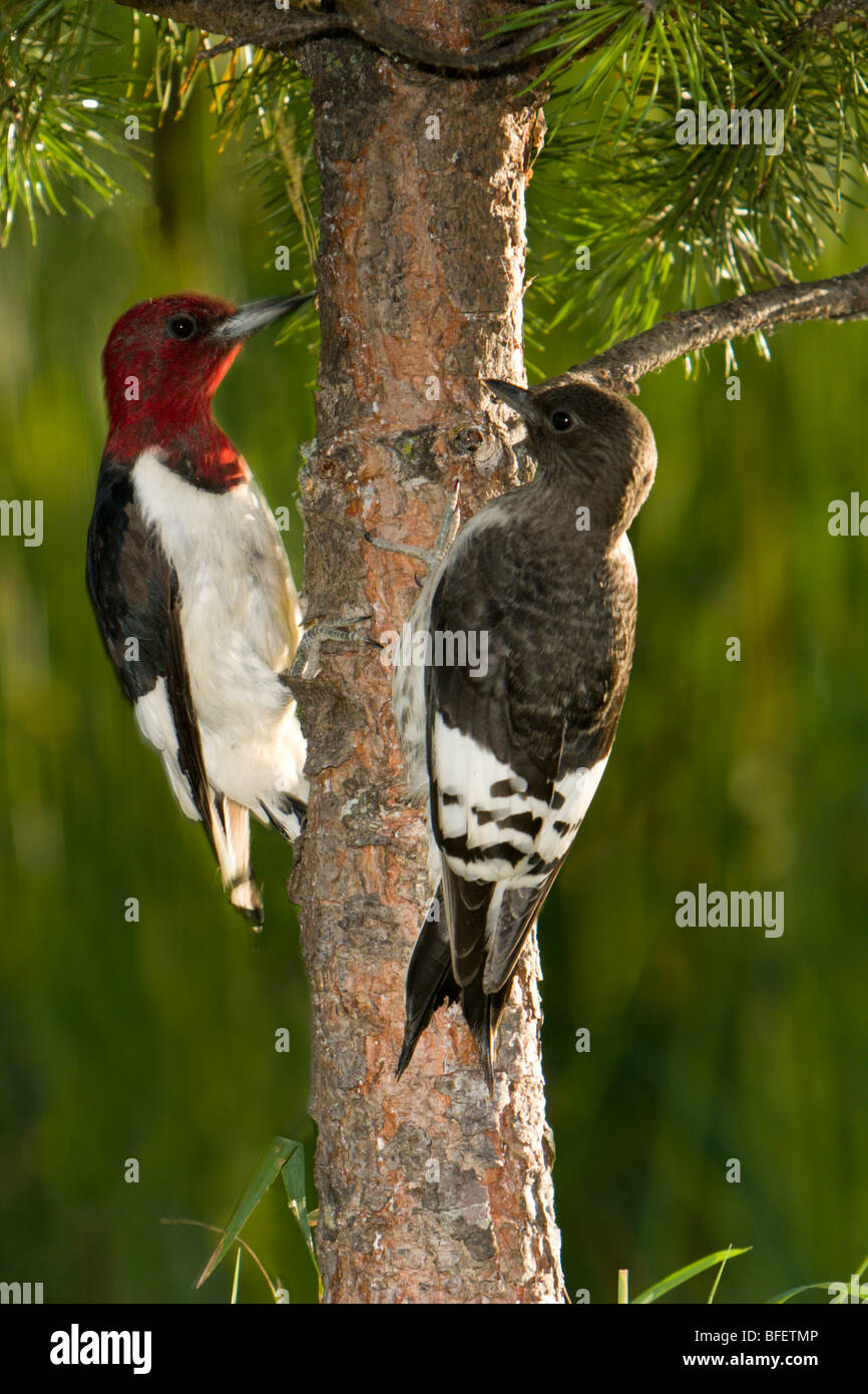 Adult and fledgling Red-headed woodpeckers (Melanerpes erythrocephalus), Gimli, Manitoba, Canada Stock Photo