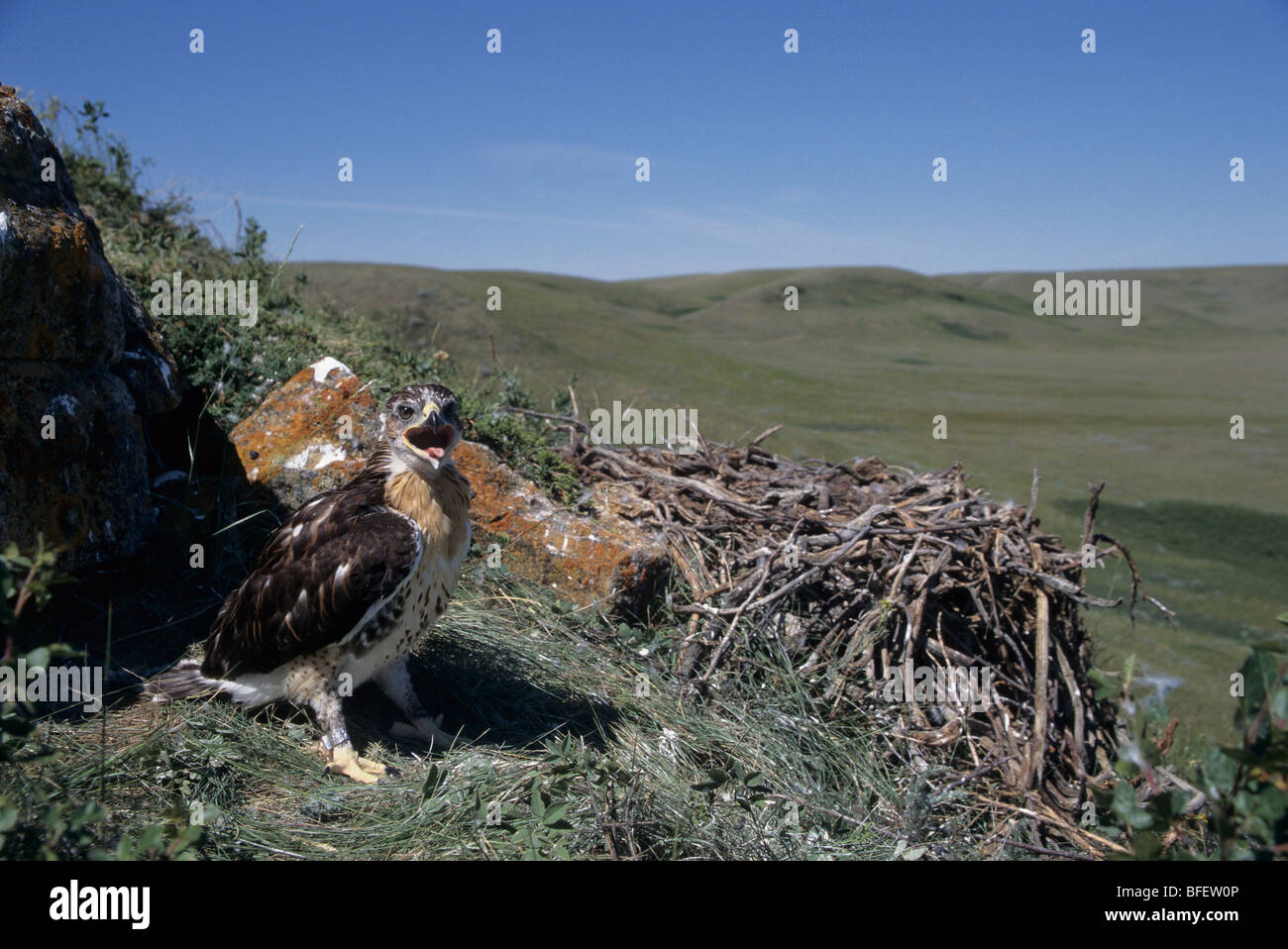 Ferruginous hawk (Buteo regalis) chick at nest near Val Marie, Saskatchewan, Canada Stock Photo