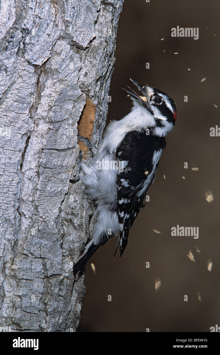 Male Downy woodpecker (Picoides pubescens) excavating a nest cavity in a dead tree, Val Marie, Saskatchewan, Canada Stock Photo