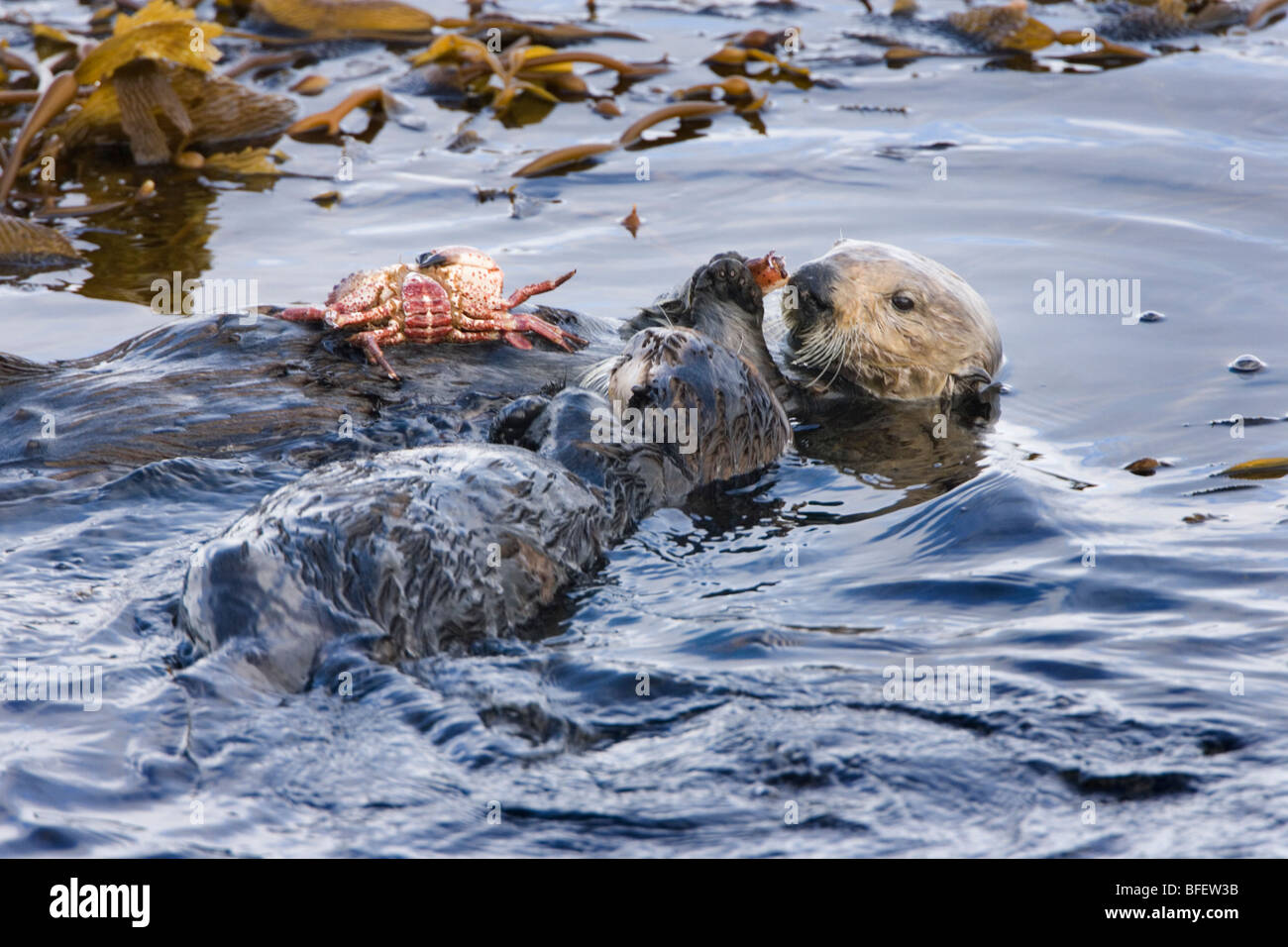 California sea otter (Enhydra lutris nereis), female and pup eating Red rock crab, Monterey Bay, California, USA Stock Photo
