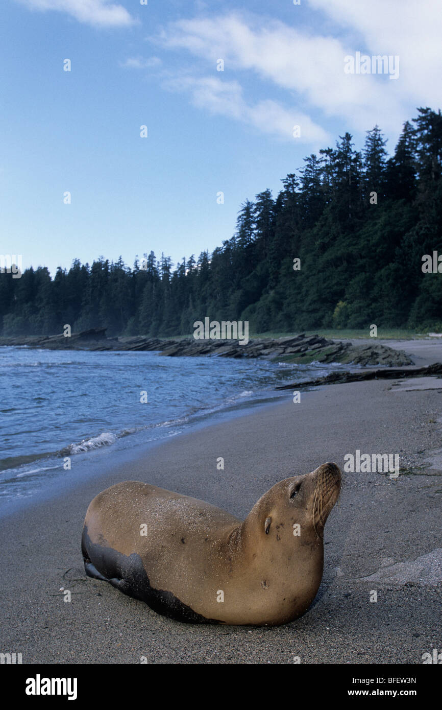 Steller sea lion (Eumetopias jubatus), Nootka Sound, British Columbia, Canada Stock Photo