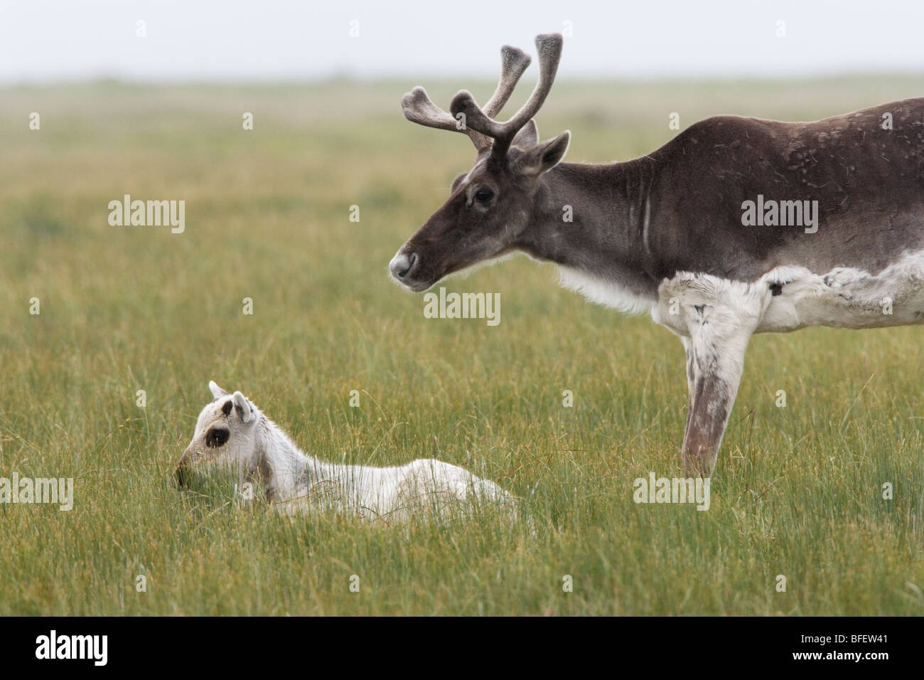 Woodland caribou and calf (Rangifer tarandus) near St. Shott's, Avalon Peninsula, Newfoundland, Canada Stock Photo