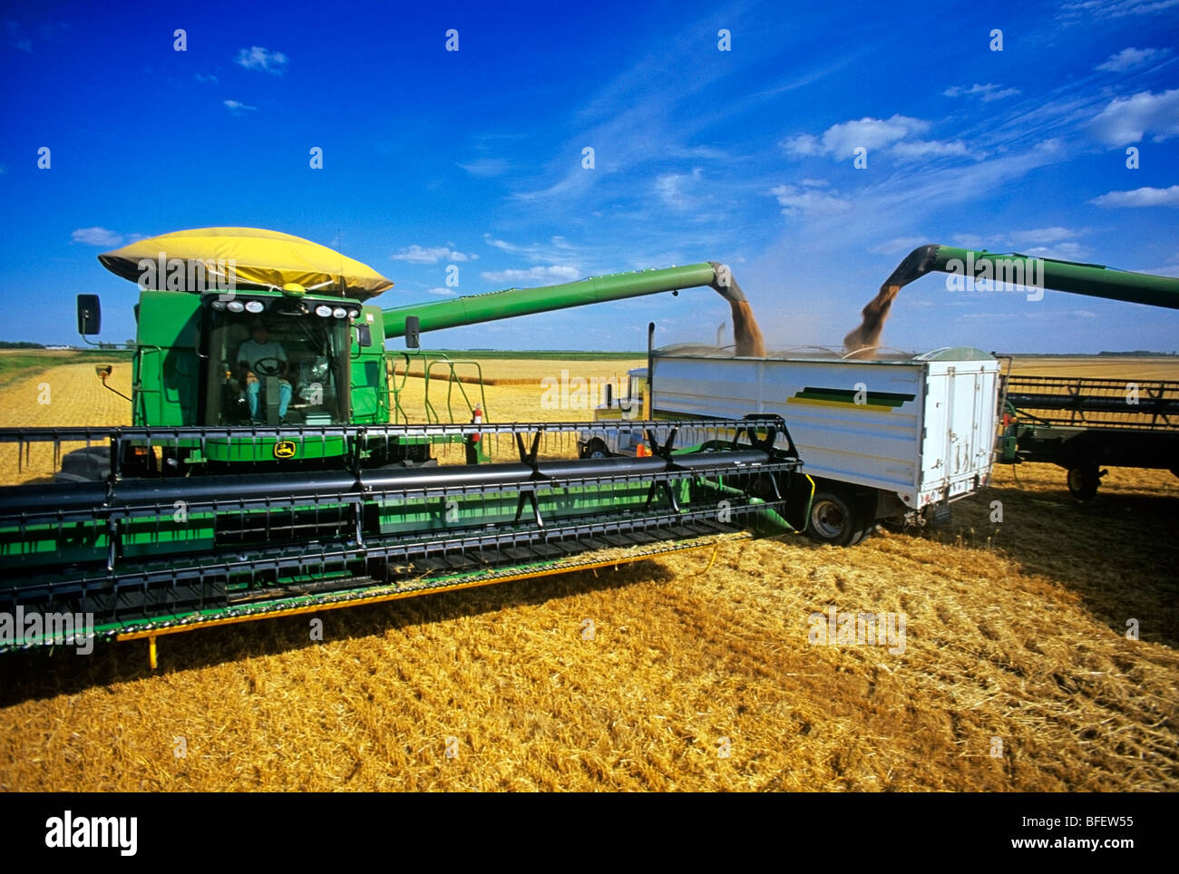 Two combines unload winter wheat into a farm truck during the harvest near Roland, Manitoba, Canada Stock Photo