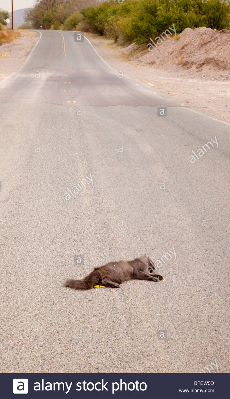 Dead Cat Roadkill High Resolution Stock Photography and Images Alamy