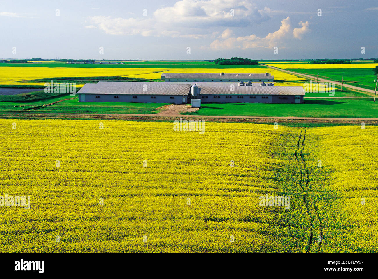Blooming canola fields with hog barns in the background near Niverville, Manitoba, Canada Stock Photo