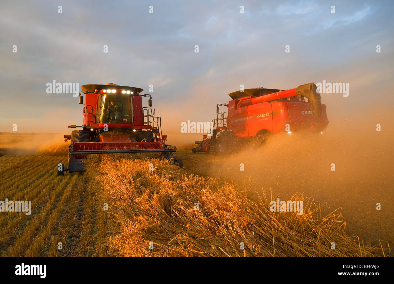 Two combines harvest swathed oats (Avena sativa) near Dugald, Manitoba, Canada Stock Photo