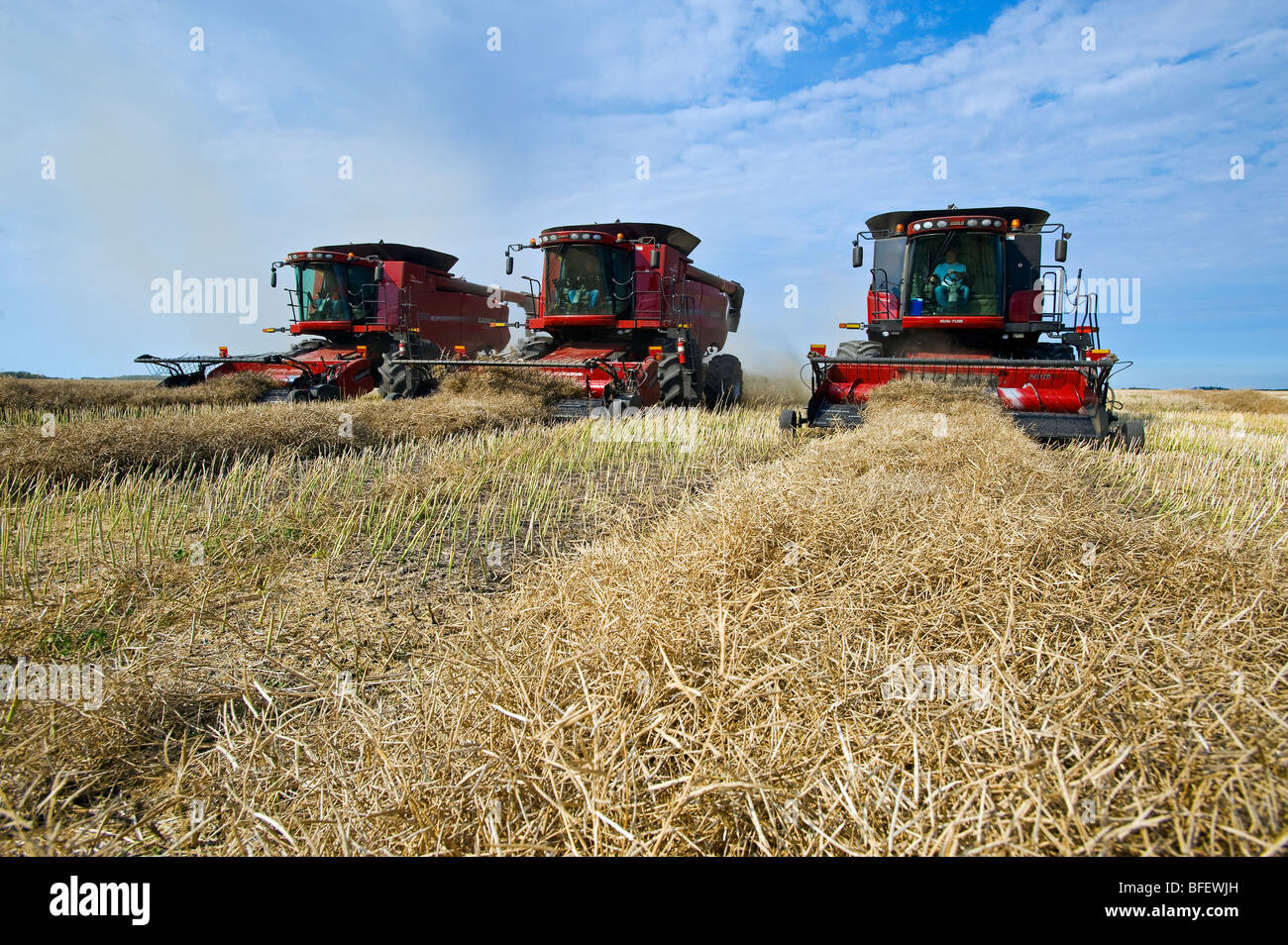 Three combine harvesters work in a canola field near Dugald, Manitoba, Canada Stock Photo