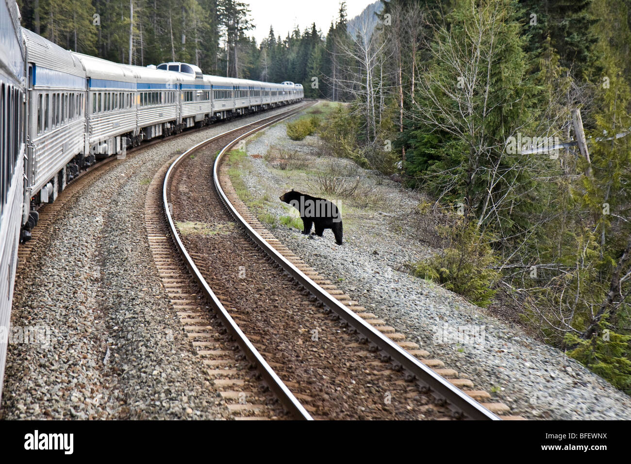 Black bear (Ursus americanus) standing beside railway track and moving train in British Columbia, Canada Stock Photo