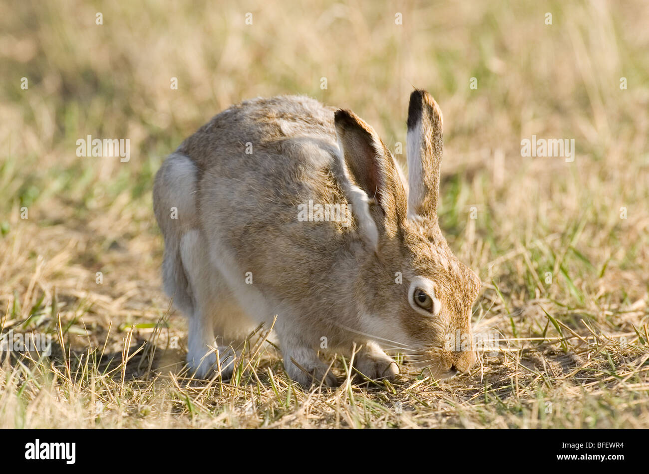 Jackrabbit eating hires stock photography and images Alamy