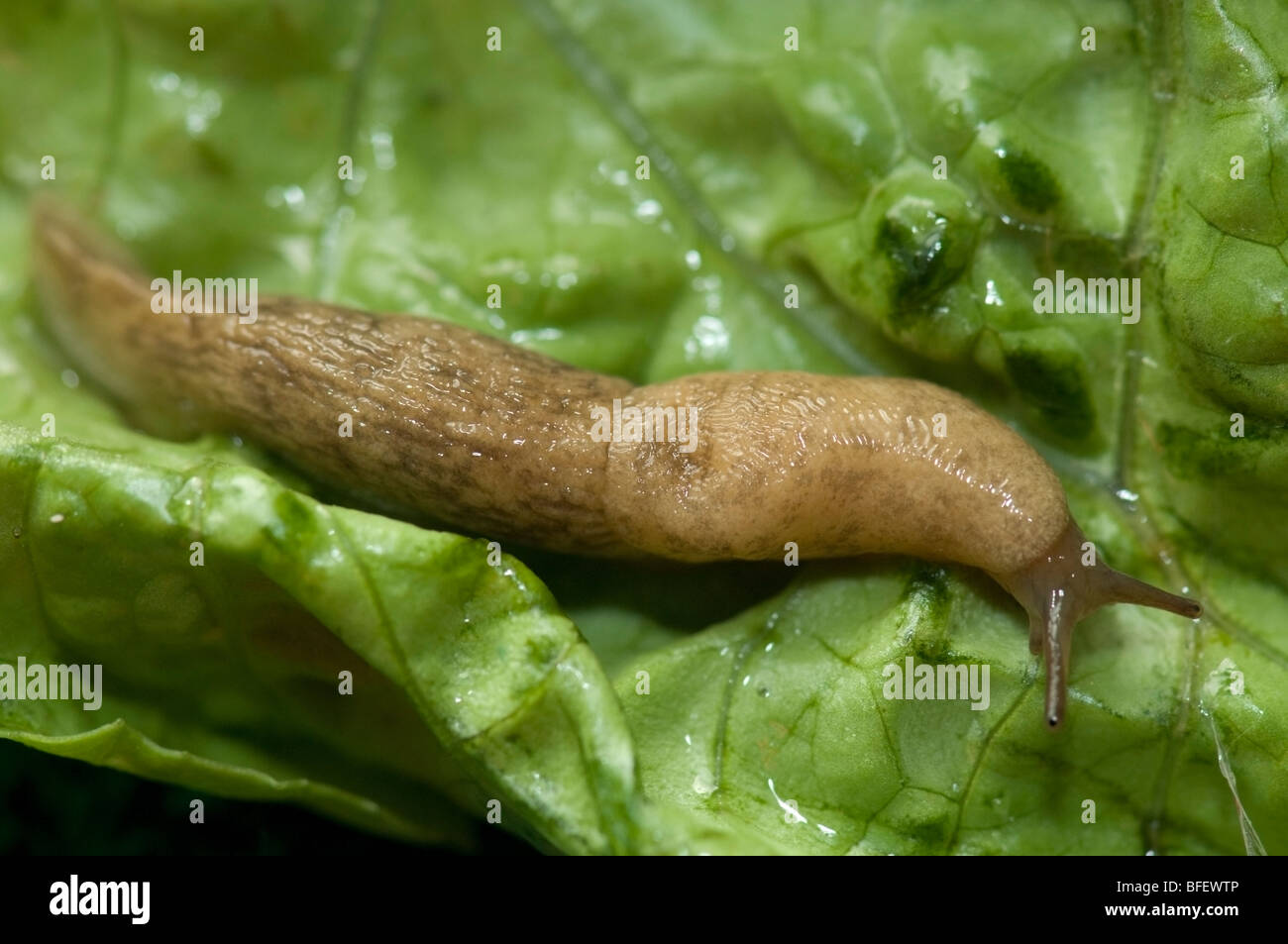 Grey garden slug (Deroceras reticulatum) on lettuce leaf in a garden, Saskatchewan, Canada Stock Photo