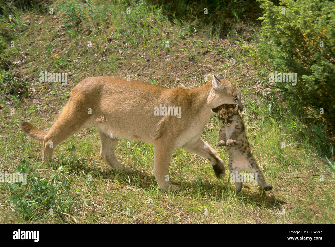 Female Cougar (Puma concolor) carries her 5-week-old kitten, Montana, USA Stock Photo
