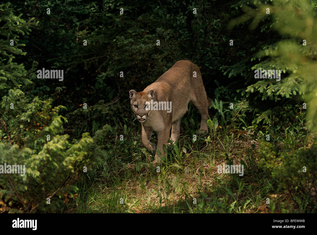 Cougar (Puma concolor) emerges into forest clearing, Montana, USA Stock Photo
