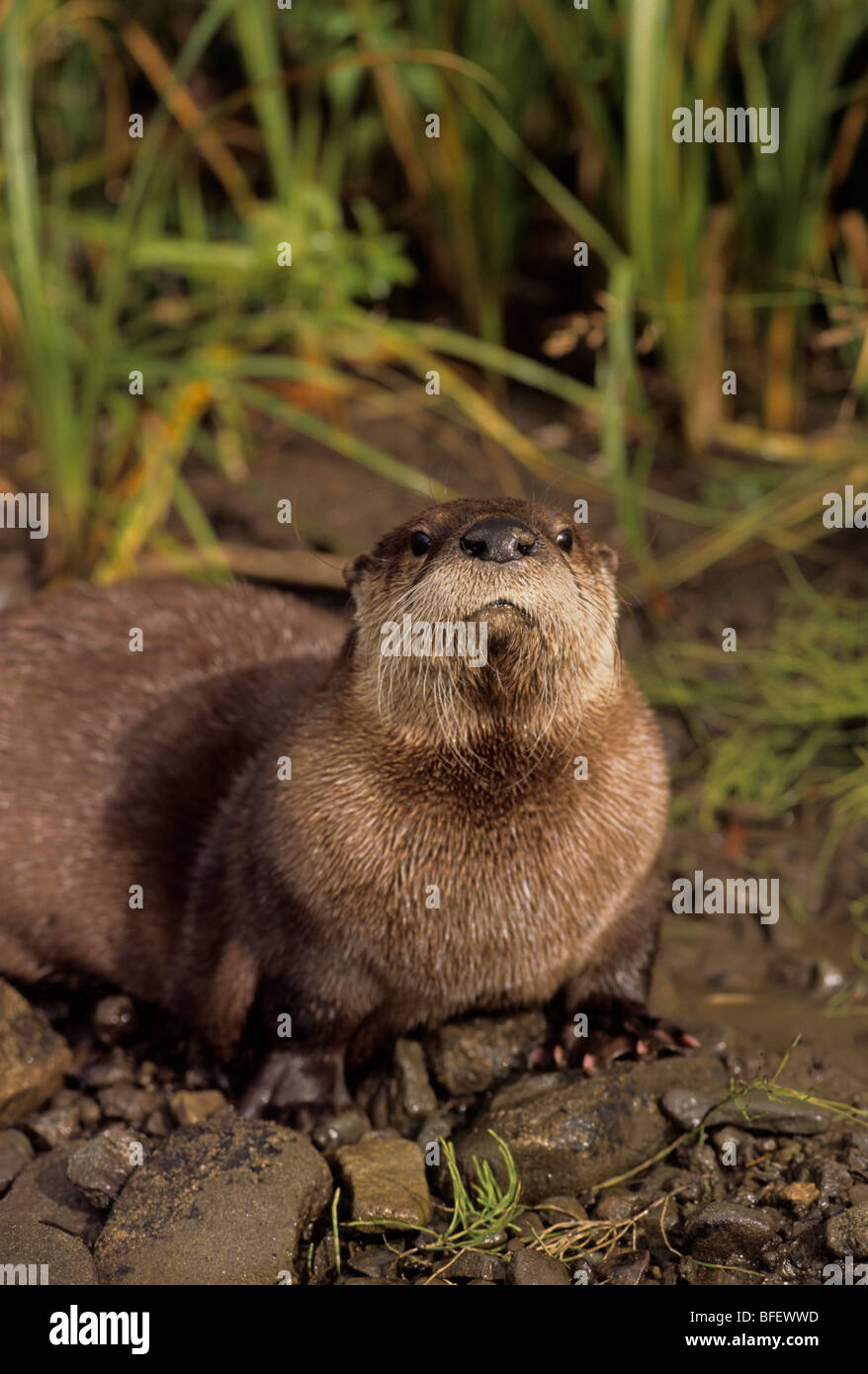 River otter (Lutra canadensis) near the edge of a foothills stream, Montana, USA Stock Photo
