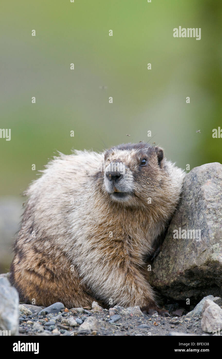 Hoary Marmot (Marmota caligata) Adult is a species of marmot that inhabits mountains of northwest North America. largest populat Stock Photo