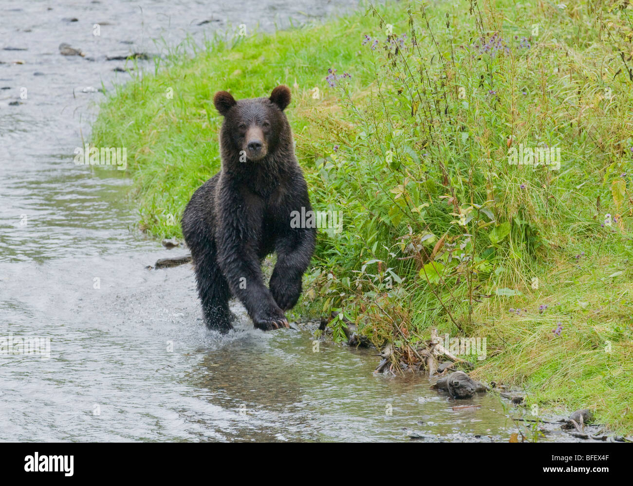 Grizzly Bear (Ursus arctos horribilis) Juvenile Running. Normally a solitary animal but in costal areas grizzly congregates alon Stock Photo
