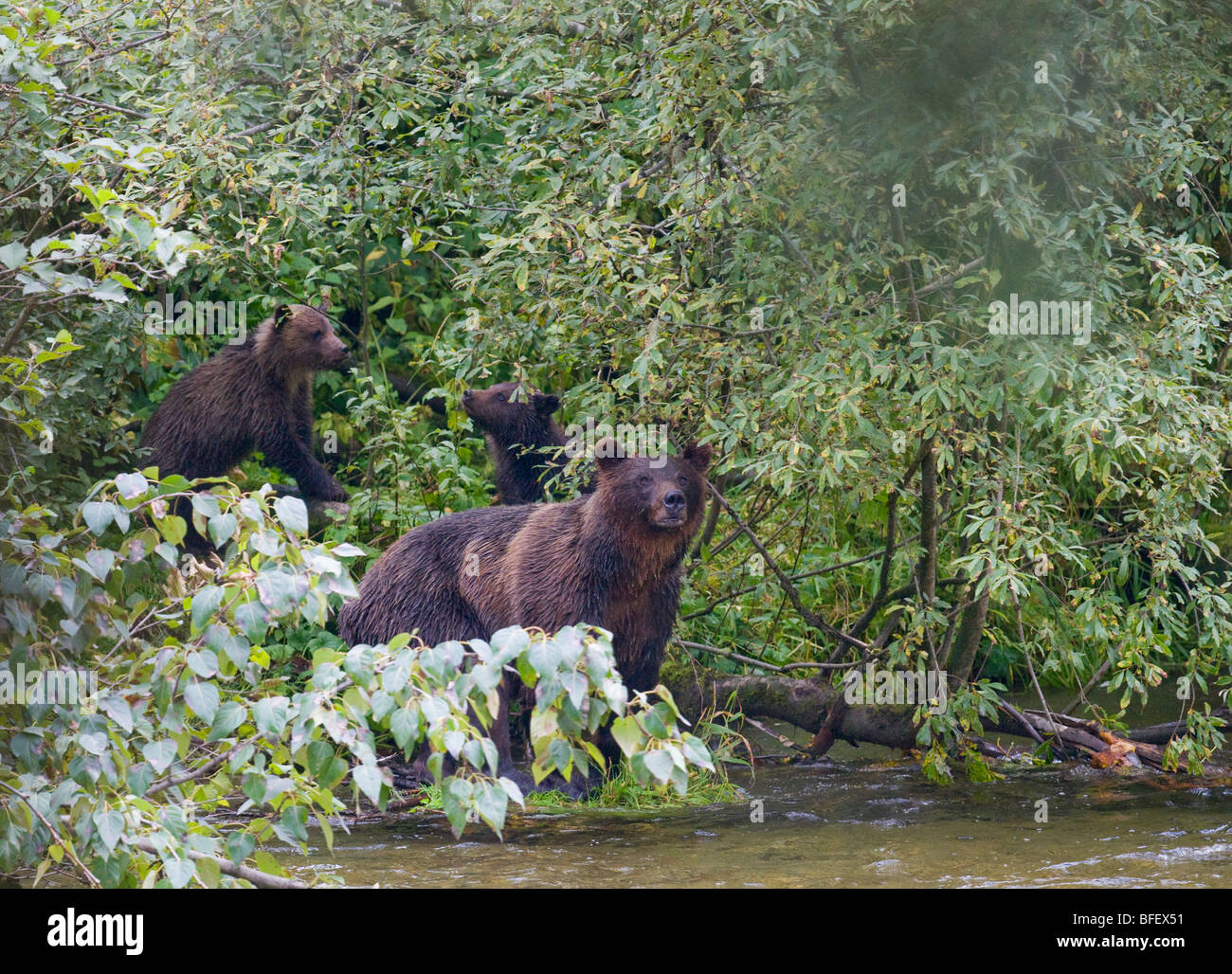 Grizzly Bear (Ursus arctos horribilis) Adult Female and Offspring. Stock Photo