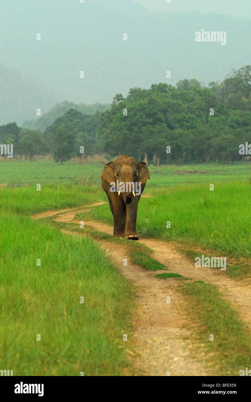 Tusker - Asiatic Elephant Stock Photo