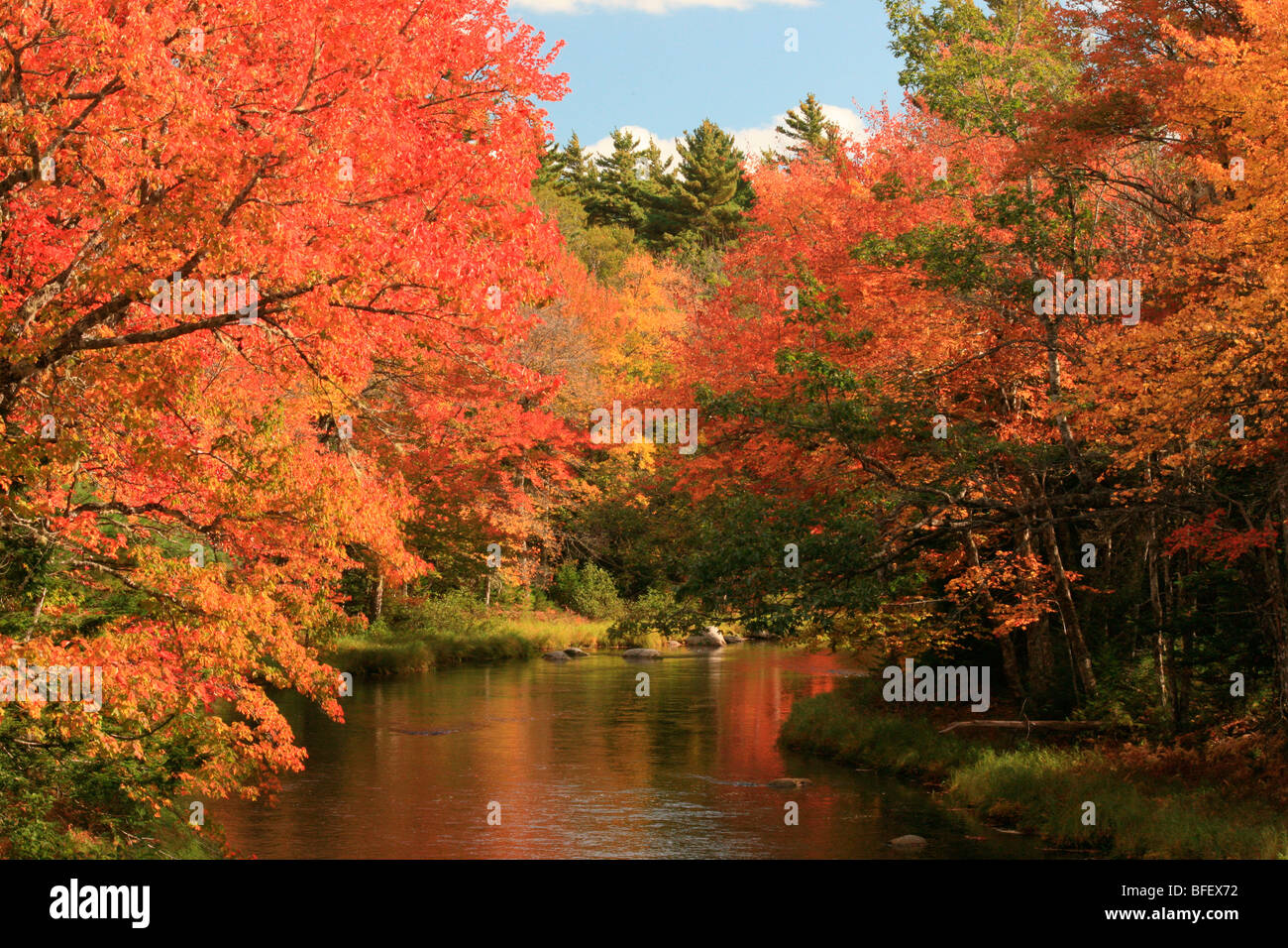 Maples overhang St. Mary's River, Nova Scotia, canada Stock Photo - Alamy