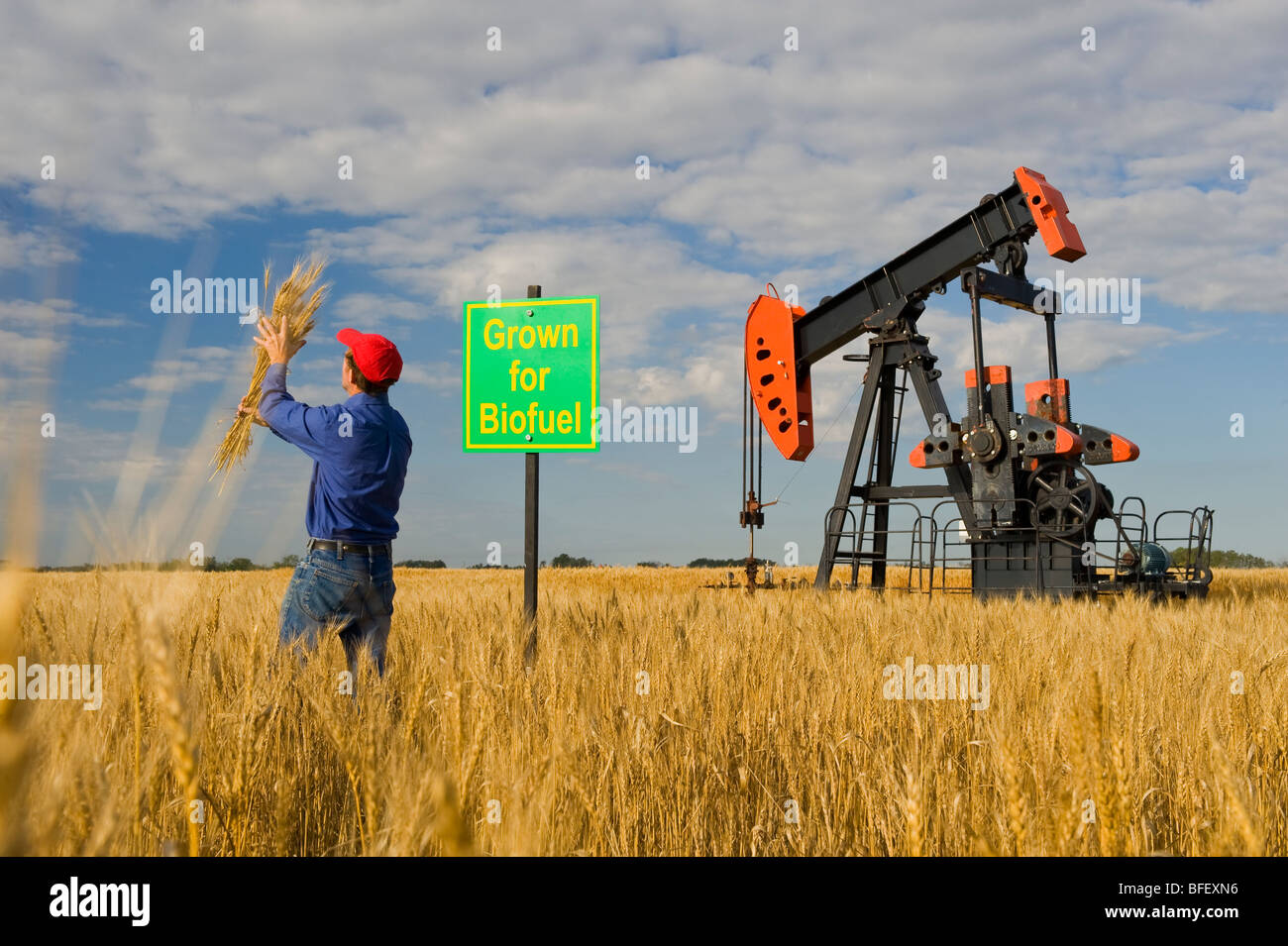 a man looks at harvest ready wheat (with an oil pumpjack and biofuel sign in the background), near Sinclair, Manitoba, Canada Stock Photo