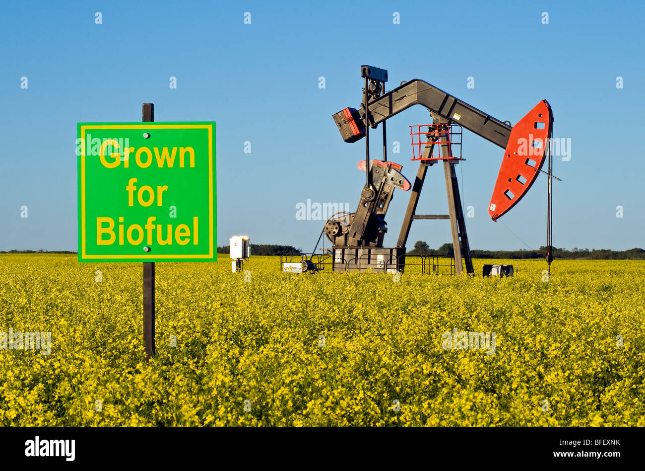 close-up of grown for biofuel sign and a bloom stage canola field with oil pumpjack in background near Carlyle Saskatchewan Cana Stock Photo