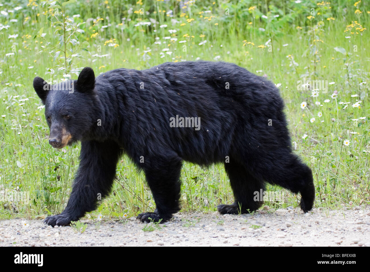 Black bear (Ursus americanus) foraging amongst wildflowers, Wells Gray Provincial Park, British Columbia, Canada Stock Photo