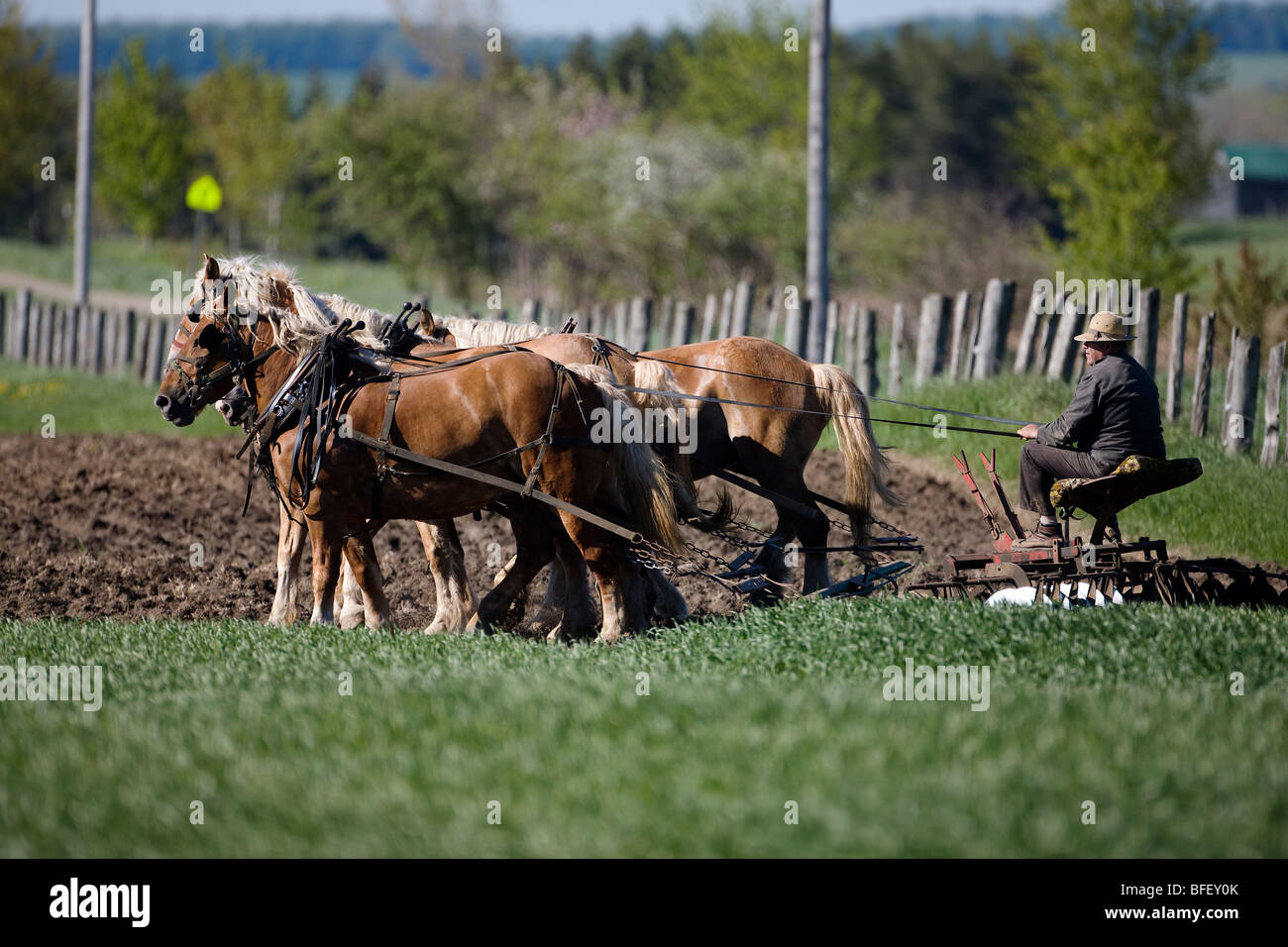 Working the soil by horse team in Mennonite country north of Waterloo, Ontario, Canada Stock Photo